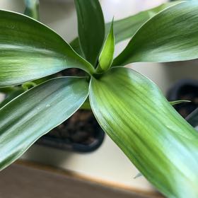 Photo of the plant species Happy Plant by @MarkedChamisa69 named Darwin on Greg, the plant care app