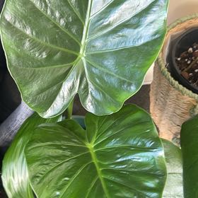 Photo of the plant species Alocasia 'Regal Shield' (variegated form) by @MarkedChamisa69 named Leaf Erickson on Greg, the plant care app