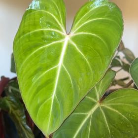 Photo of the plant species Philodendron Gloriosum Zebra by @MarkedChamisa69 named Dax on Greg, the plant care app
