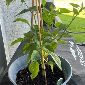 Photo of the plant species Anaheim Pepper by @ChipperBagpod71 named Einstein on Greg, the plant care app