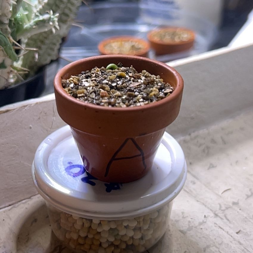 Photo of the plant species Agave by @ChipperBagpod71 named Keanu Leaves on Greg, the plant care app