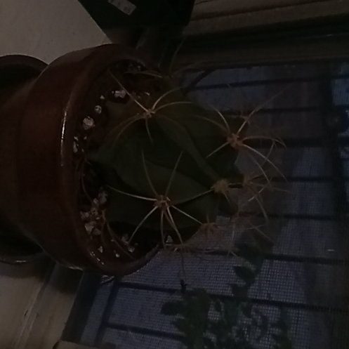 Photo of the plant species Ferocactus Wislizeni by @UnrefutedLoquat named Candice The Cactus on Greg, the plant care app
