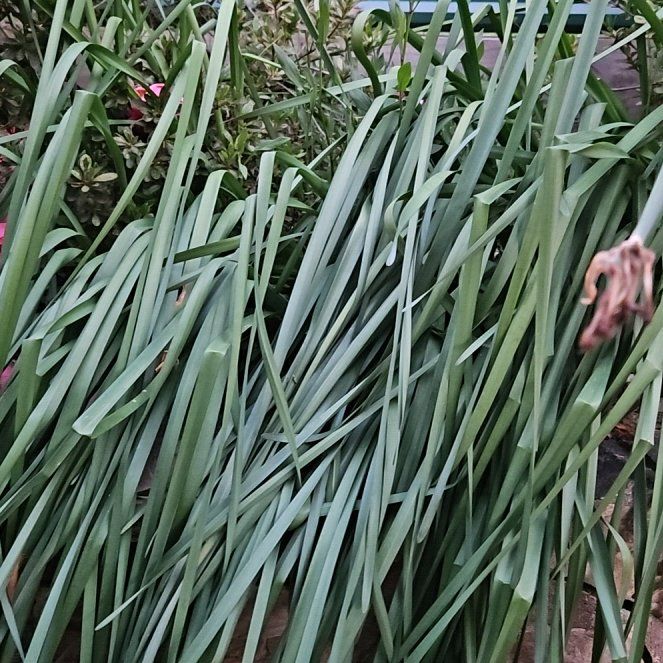 Photo of the plant species Daffodil by @EnduringMiro35 named Gregarious on Greg, the plant care app