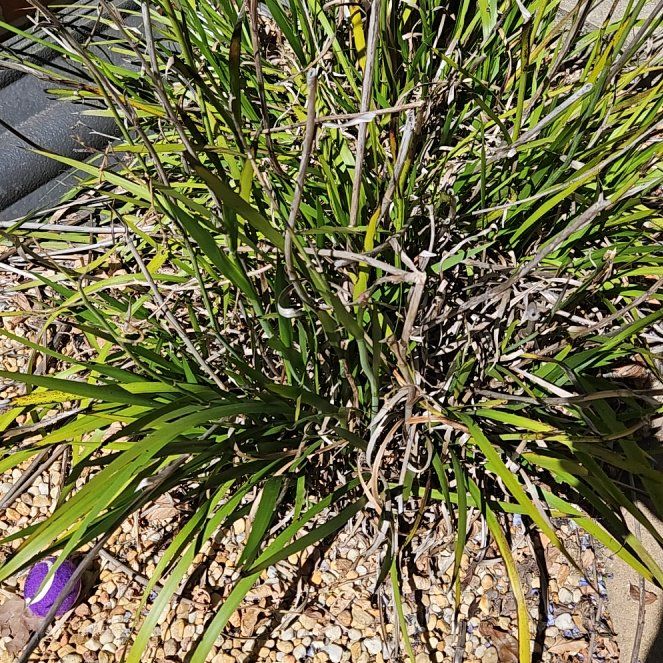 Photo of the plant species Yellow Kangaroo Paw Fern by @EnduringMiro35 named Drake on Greg, the plant care app