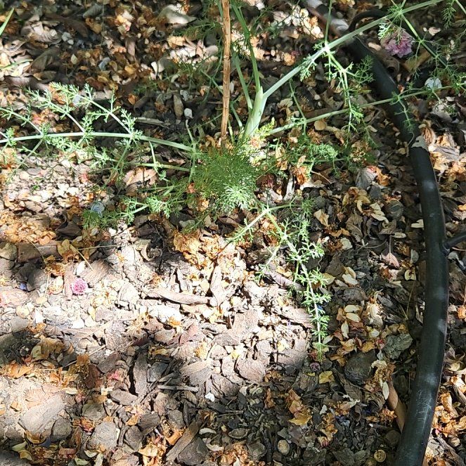 Photo of the plant species Common Fennel by @EnduringMiro35 named Taylor Swift on Greg, the plant care app