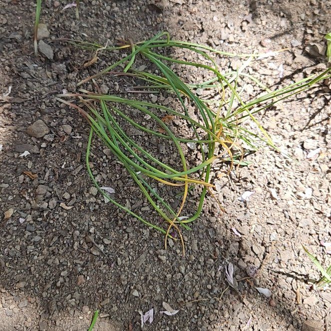 Photo of the plant species Earth Almond by @EnduringMiro35 named Winston on Greg, the plant care app