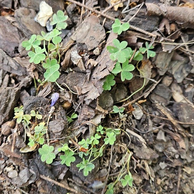 Photo of the plant species Violet Woodsorrel by @EnduringMiro35 named Duke on Greg, the plant care app
