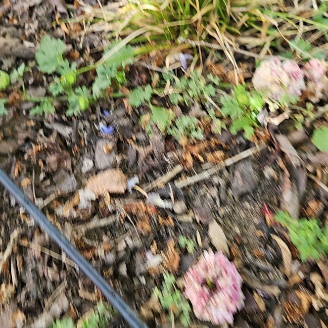 Photo of the plant species Red Clover by @EnduringMiro35 named Fernie Mac on Greg, the plant care app