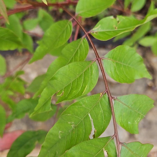 Photo of the plant species winged sumac by @EnduringMiro35 named Bella on Greg, the plant care app