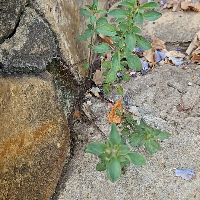 Photo of the plant species Parietaria Judaica by @EnduringMiro35 named Leonardo on Greg, the plant care app