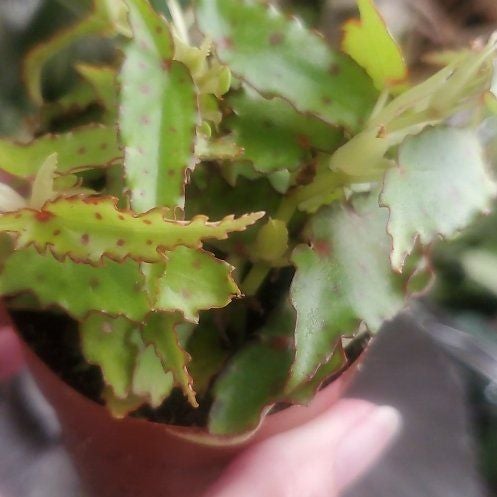 Photo of the plant species Begonia amphioxus by @Cyndii named Diana on Greg, the plant care app