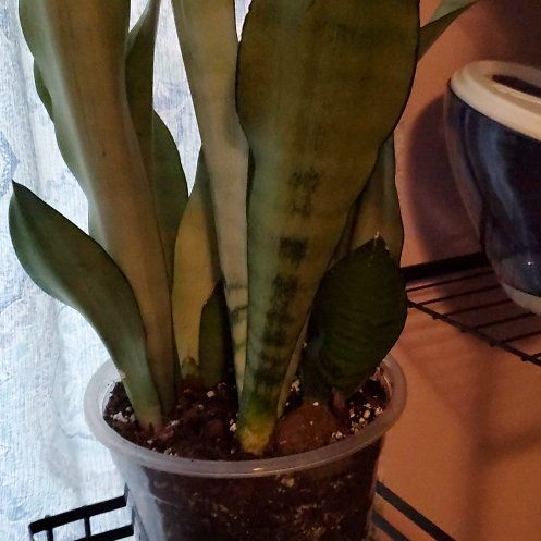 Photo of the plant species moonshine snake plant by @Cyndii named James Dean on Greg, the plant care app