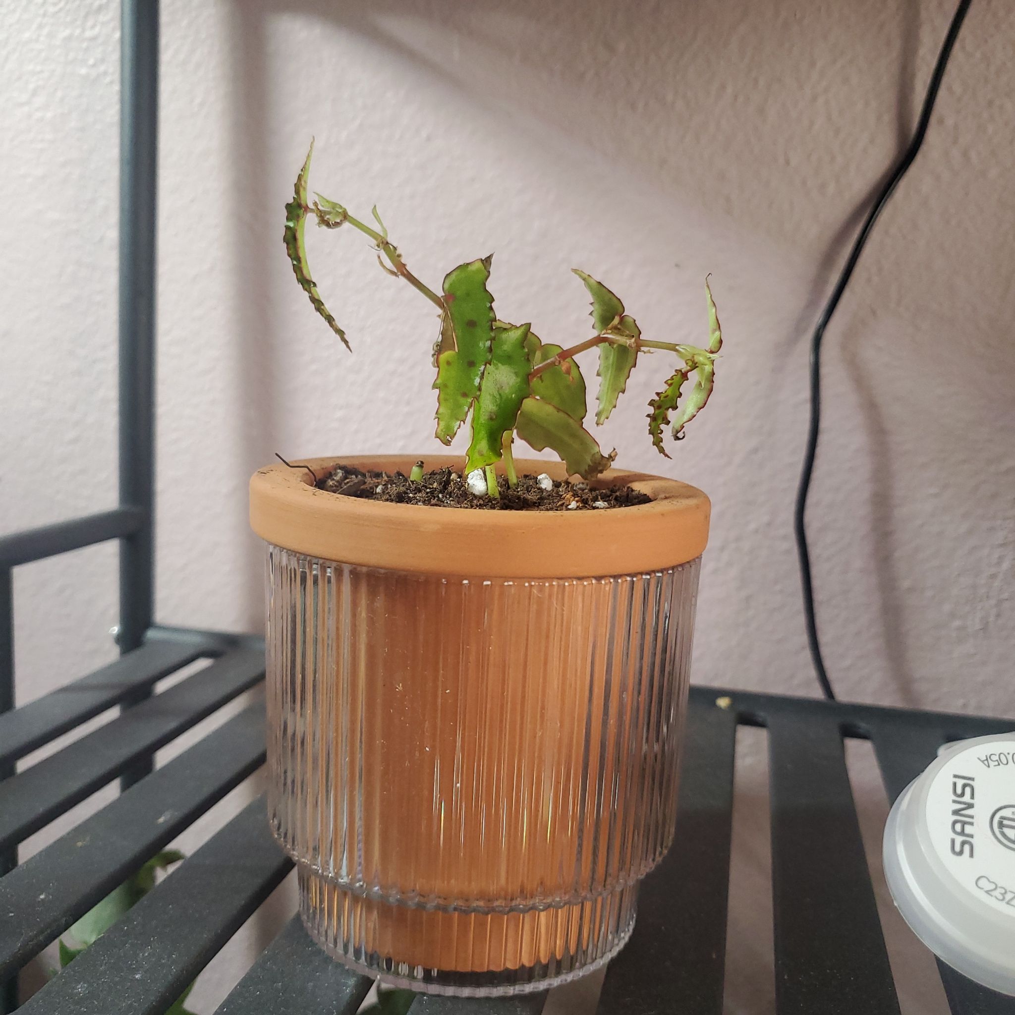 Photo of the plant species Begonia amphioxus by @Cyndii named Diana on Greg, the plant care app