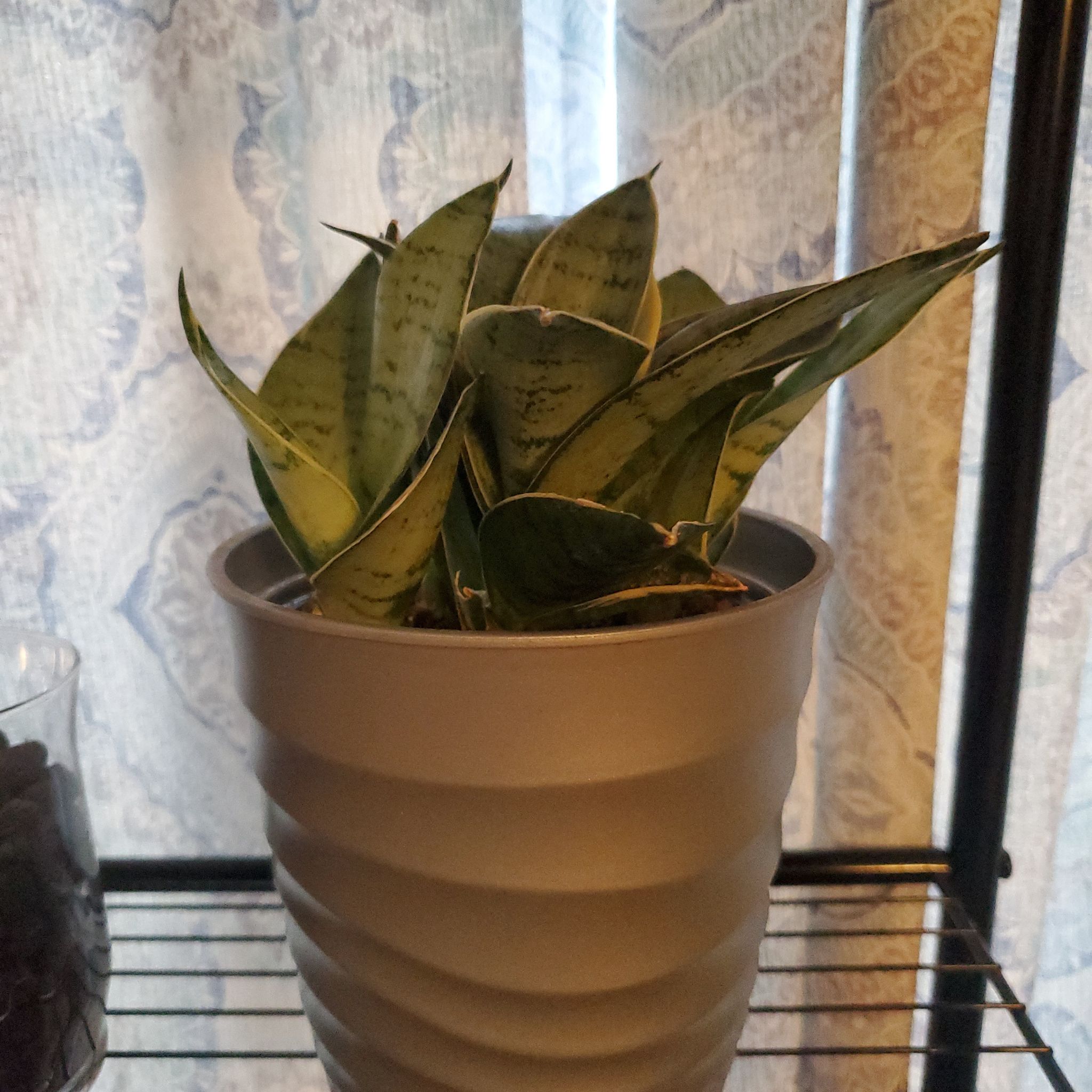 Photo of the plant species Sansevieria trifasciata hahnii 'Ocean Star' by @Cyndii named Khaleesi on Greg, the plant care app