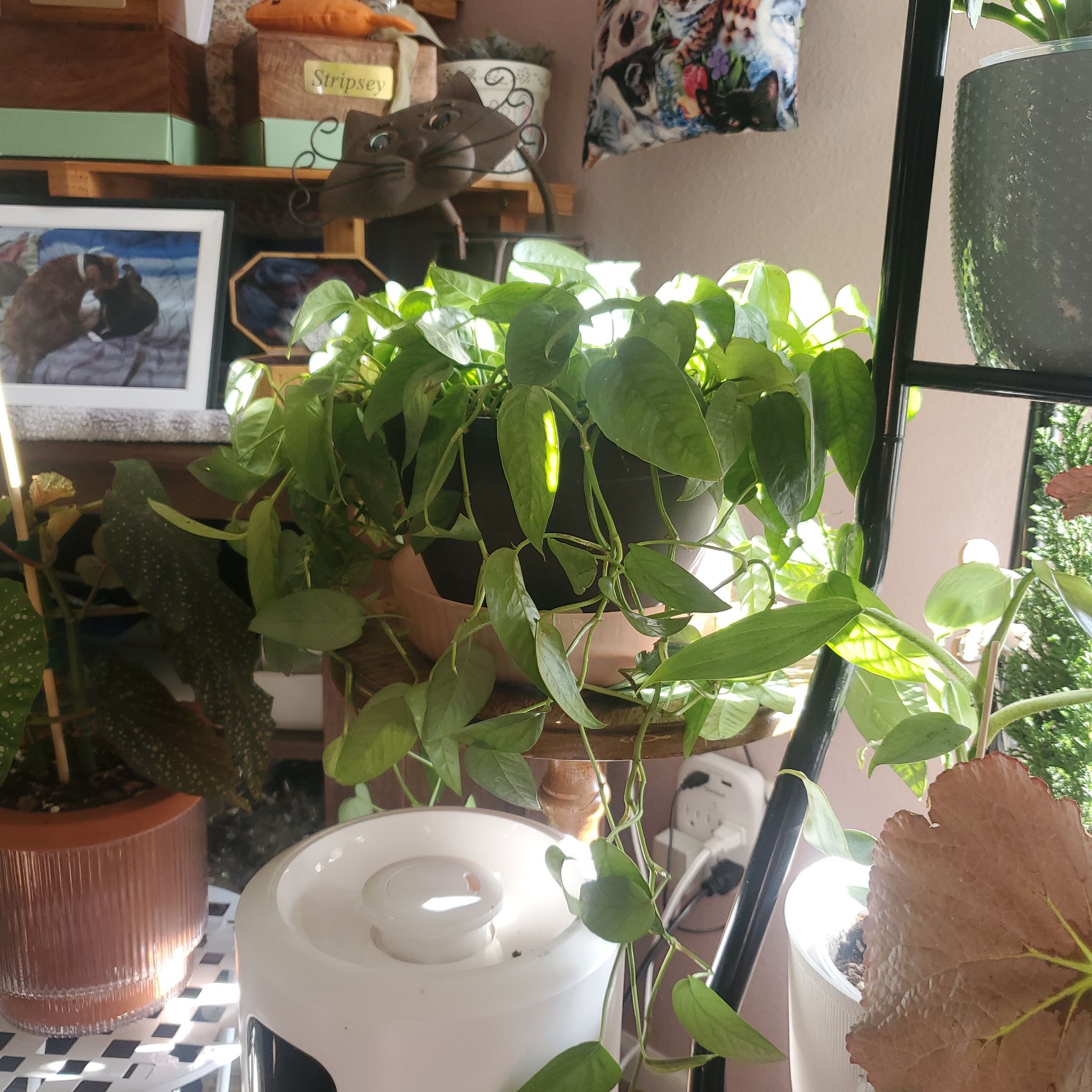 Photo of the plant species Heart Leaf Philodendron by @Cyndii named Drake on Greg, the plant care app