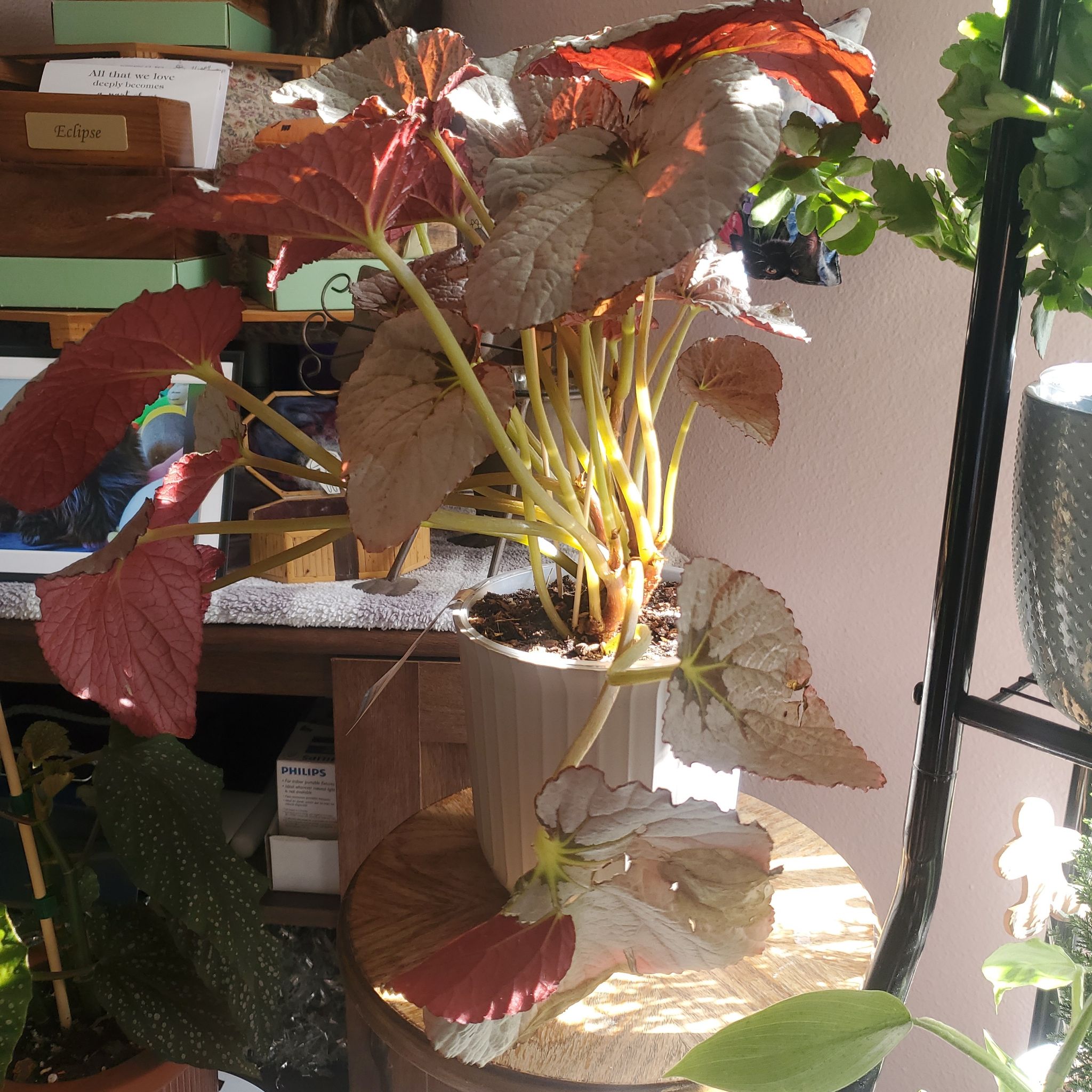 Photo of the plant species Looking Glass Cane Begonia by @Cyndii named Bodhi on Greg, the plant care app