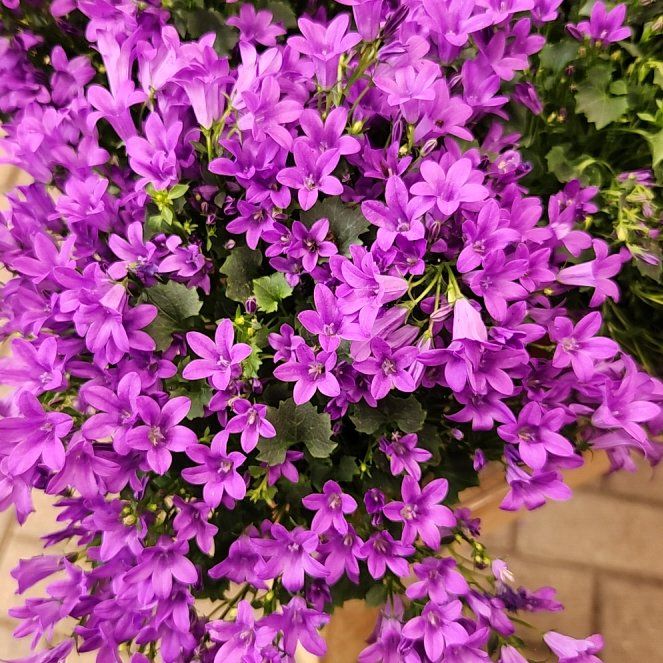 Photo of the plant species Serbian Bellflower by @SavvySunstar92 named James Dean on Greg, the plant care app