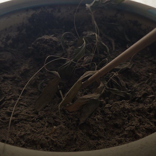 Photo of the plant species Peace Lilly by @idontlikepeople named Verde Lilly on Greg, the plant care app