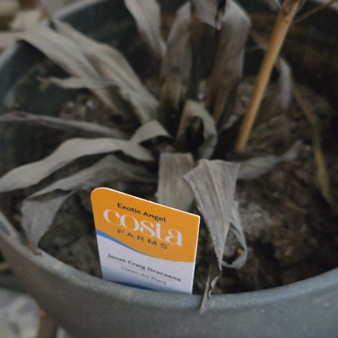 Photo of the plant species Janet Craig Plant by @idontlikepeople named Sproutacus on Greg, the plant care app