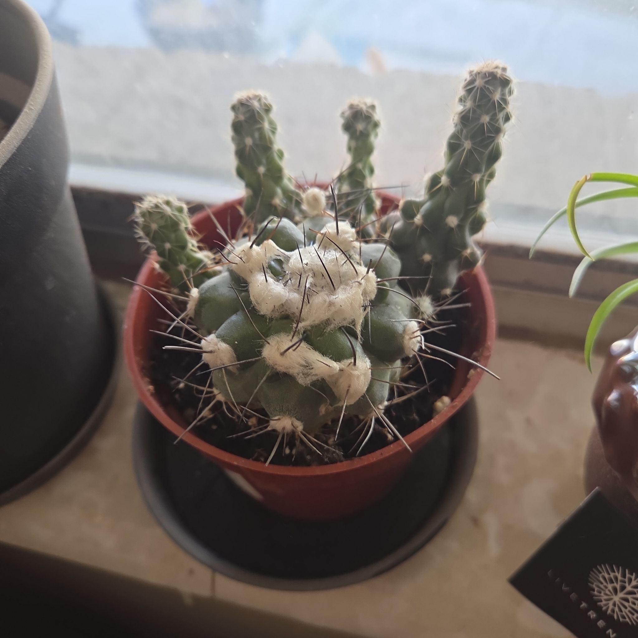 Photo of the plant species Copiapoa Humilis by @idontlikepeople named Peter Parker on Greg, the plant care app