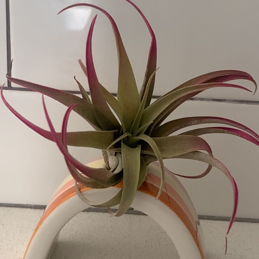 Capitata Air Plant with red and green leaves in a decorative holder.