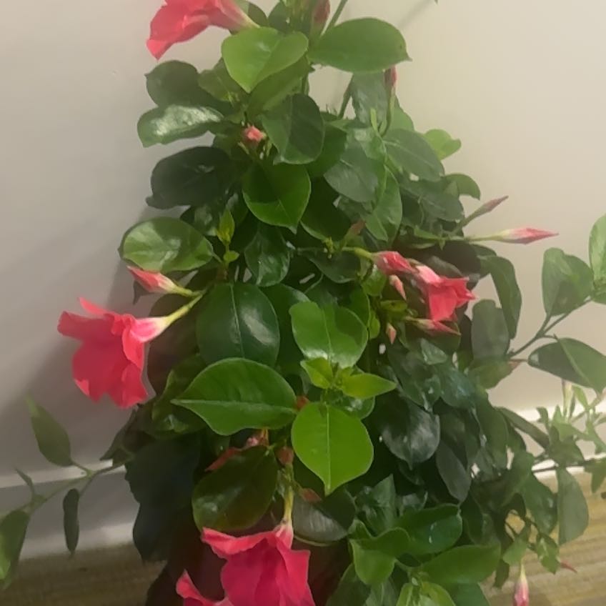 Photo of the plant species Canna 'Red Golden Flame' by Amy named Beyonce on Greg, the plant care app