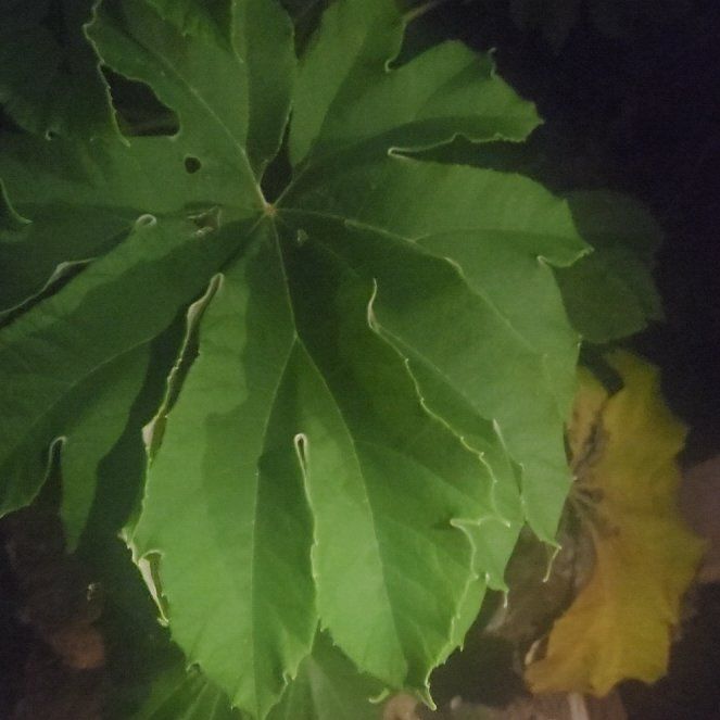 Photo of the plant species Chinese Rice-Paper Plant by @SilkyCostmary9 named Willow on Greg, the plant care app