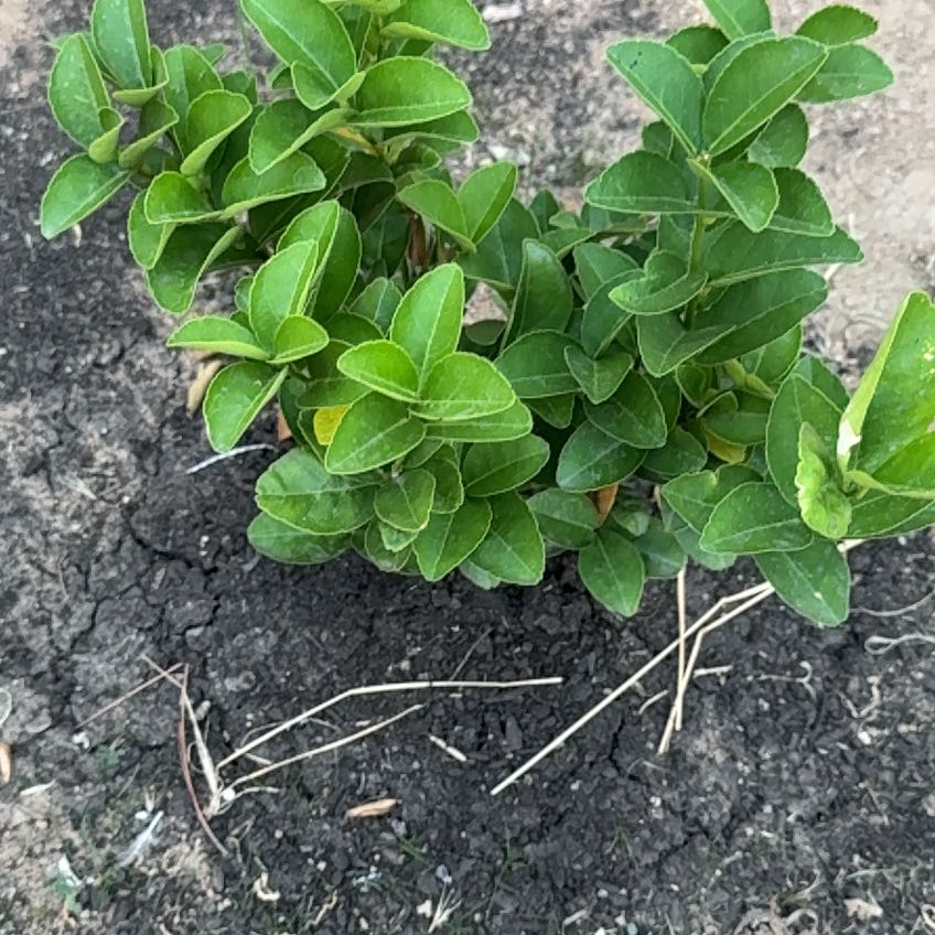 Photo of the plant species Mexican Lime by @AssertivePuka named Gregarious on Greg, the plant care app