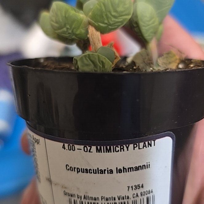 Plant care for Echeveria 'Madiba' on Greg, the plant care app