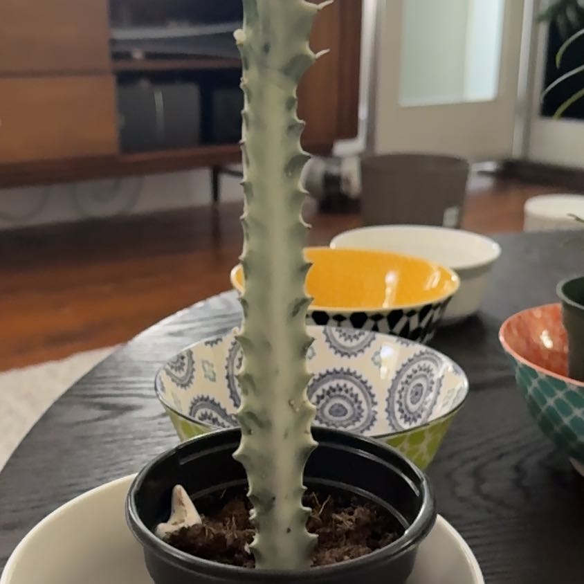 Photo of the plant species White Ghost Euphorbia by @VipRedhill14 named Casper on Greg, the plant care app