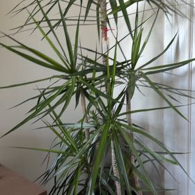Photo of the plant species Dragon Tree by @VipRedhill14 named Madonna on Greg, the plant care app