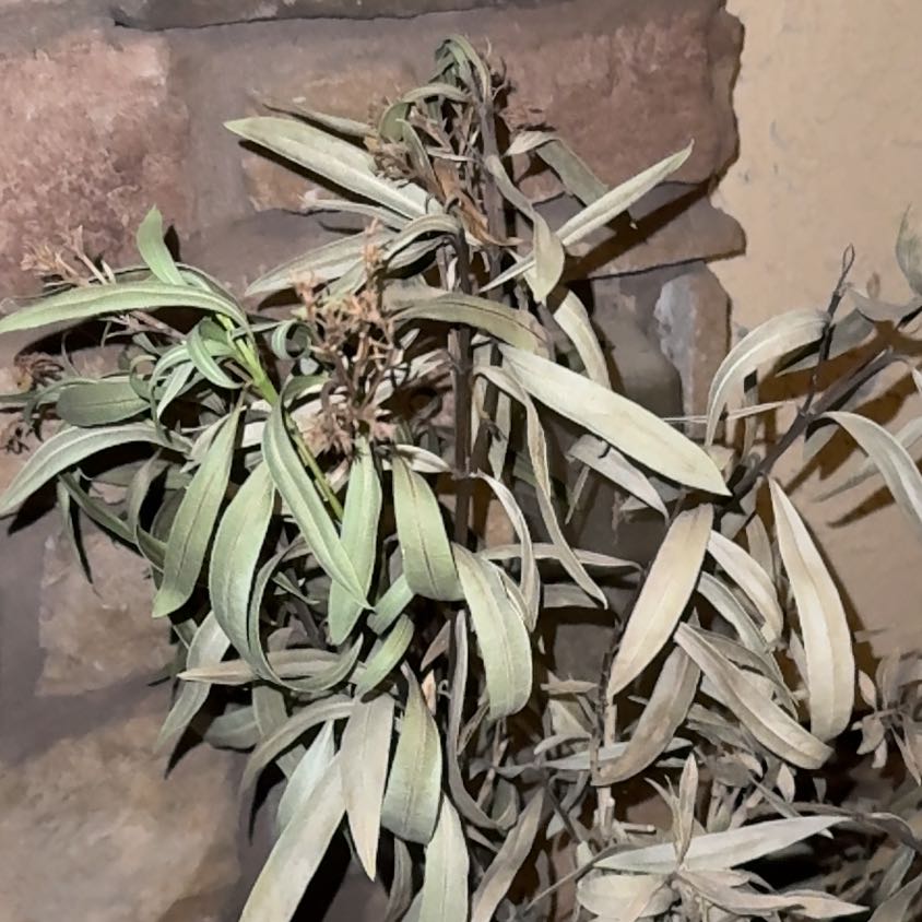 Photo of the plant species Calypso Pink Oleander by @maxleighanne named Michelle Branch on Greg, the plant care app