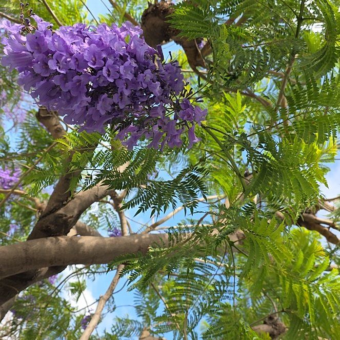 Photo of the plant species Jacaranda by @NiceLlavea39 named Diana on Greg, the plant care app