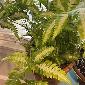 Photo of the plant species Thelypteris Kunthii by @LaudablePurei85 named Sigmund on Greg, the plant care app