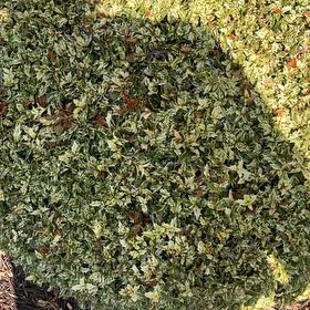 Photo of the plant species White Moss by @ShiningPinoak75 named Beyonce on Greg, the plant care app