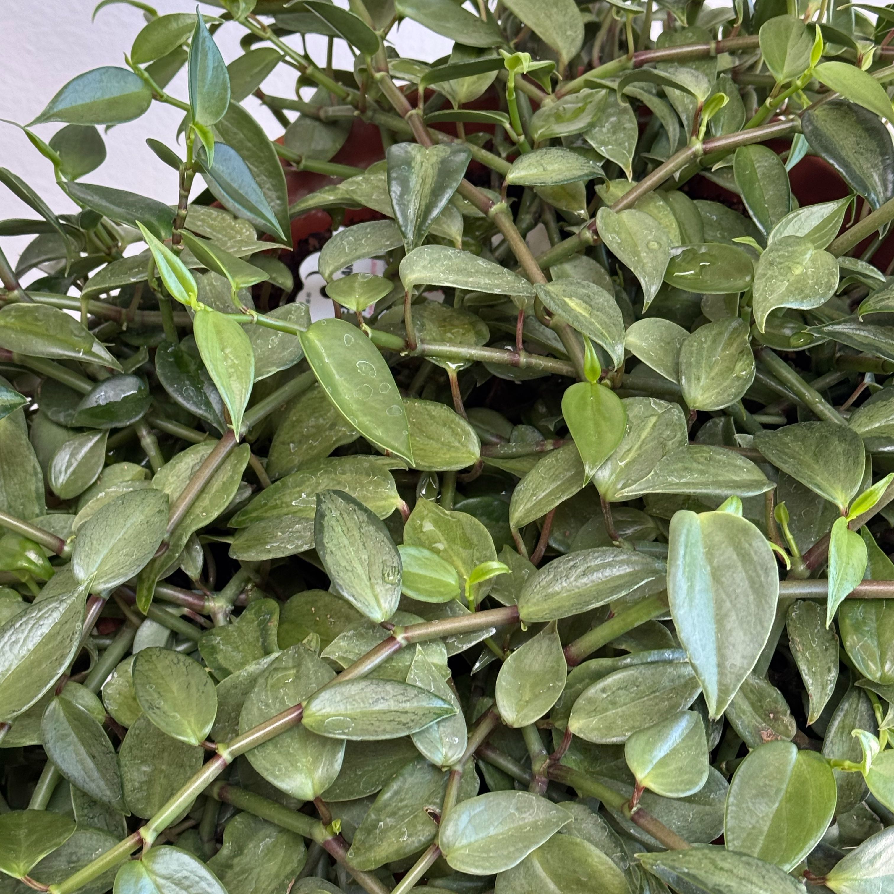 Photo of the plant species Aeschynanthus Radicans by @SuperBlueiris99 named Coco on Greg, the plant care app