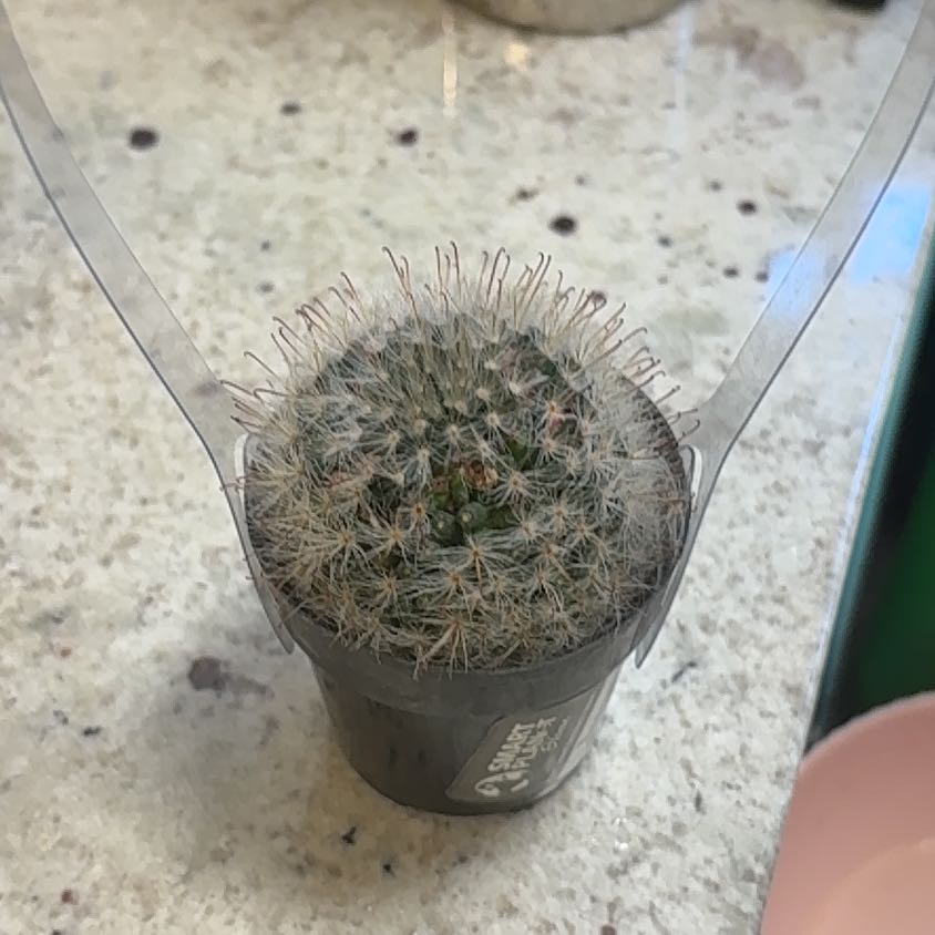 Photo of the plant species Powder Puff Cactus by @NeatPunanova11 named Beyonce on Greg, the plant care app