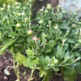 Photo of the plant species Dwarf Chapparal-Broom by @MightyKermesoak named Tolkien on Greg, the plant care app