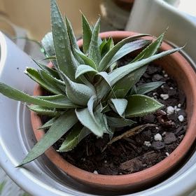 Photo of the plant species Gasteraloe 'Kabela' by @GiftedCaraway26 named Delilah on Greg, the plant care app