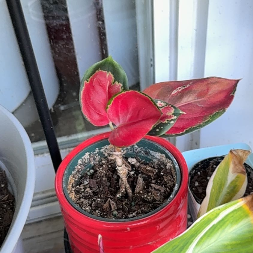 Photo of the plant species Aglaonema 'China Red' by @GiftedCaraway26 named McKinley on Greg, the plant care app
