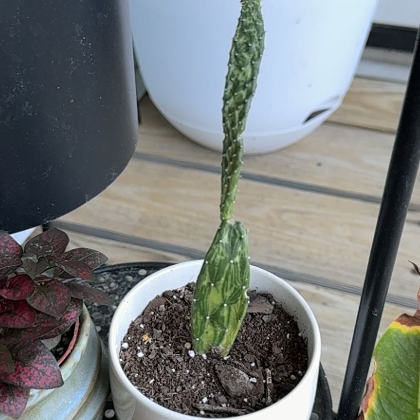 Photo of the plant species Variegated Prickly Pear Cactus by @GiftedCaraway26 named Orwell on Greg, the plant care app