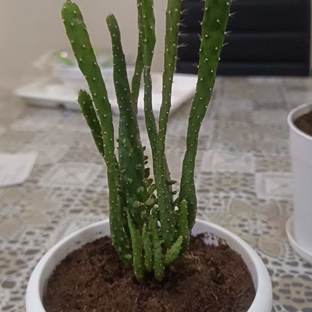 Photo of the plant species Variegated Joseph's Coat Cactus by @MightilyEspicia named Joseph on Greg, the plant care app