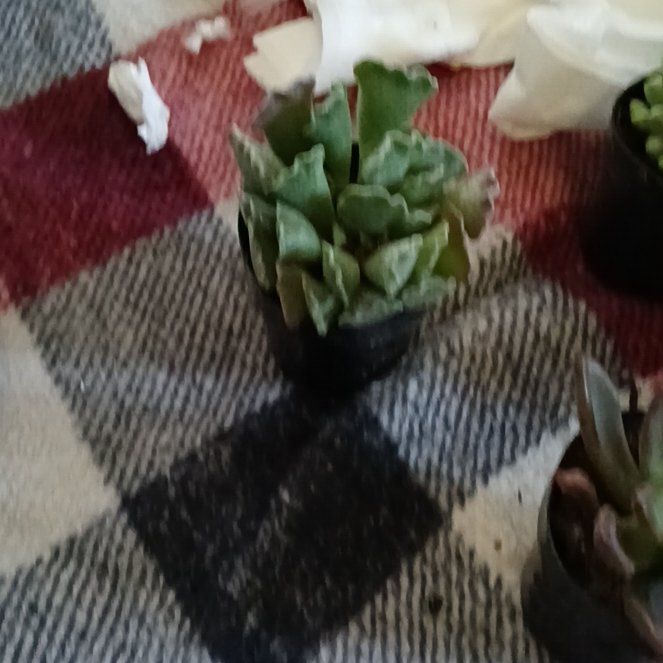Photo of the plant species Strathmore Weed by @IdealCaucalis63 named Kardashian on Greg, the plant care app