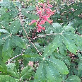 Photo of the plant species Red Buckeye by @SturdyCactus named Eva on Greg, the plant care app