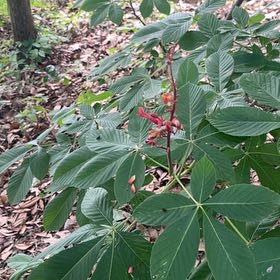 Photo of the plant species Red Buckeye by @SturdyCactus named Hemingway on Greg, the plant care app