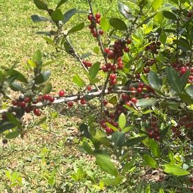 Photo of the plant species Yaupon by @SturdyCactus named da Vinci on Greg, the plant care app