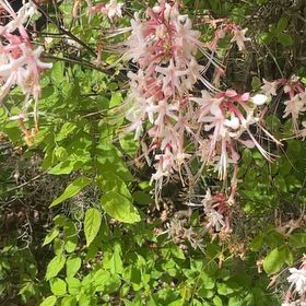 Photo of the plant species Mountain Azalea by @SturdyCactus named Dolores on Greg, the plant care app