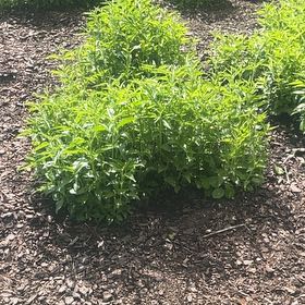 Photo of the plant species Blue Wild Indigo by @SturdyCactus named Demi on Greg, the plant care app