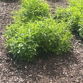 Photo of the plant species Blue Wild Indigo by @SturdyCactus named Gaga on Greg, the plant care app