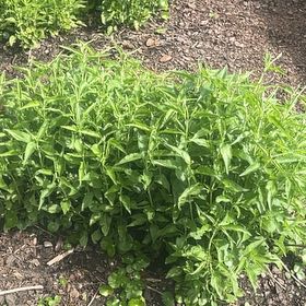 Photo of the plant species Black Swallow-Wort by @SturdyCactus named Lebron on Greg, the plant care app